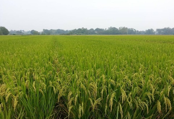 天禹富硒盘锦大米（富锦富硒大米）-硒宝网