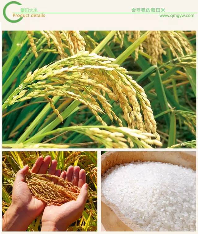 盘锦蟹田富硒大米(盘锦蟹田大米视频)-硒宝网