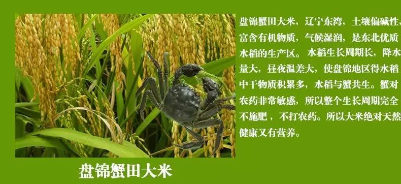 盘锦蟹田富硒大米(盘锦蟹田大米视频)-硒宝网