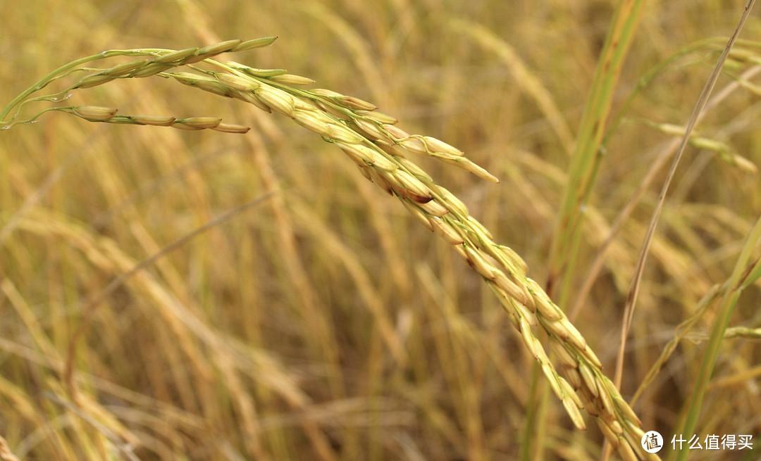 什么叫富硒大米啊（富硒大米的由来）-硒宝网