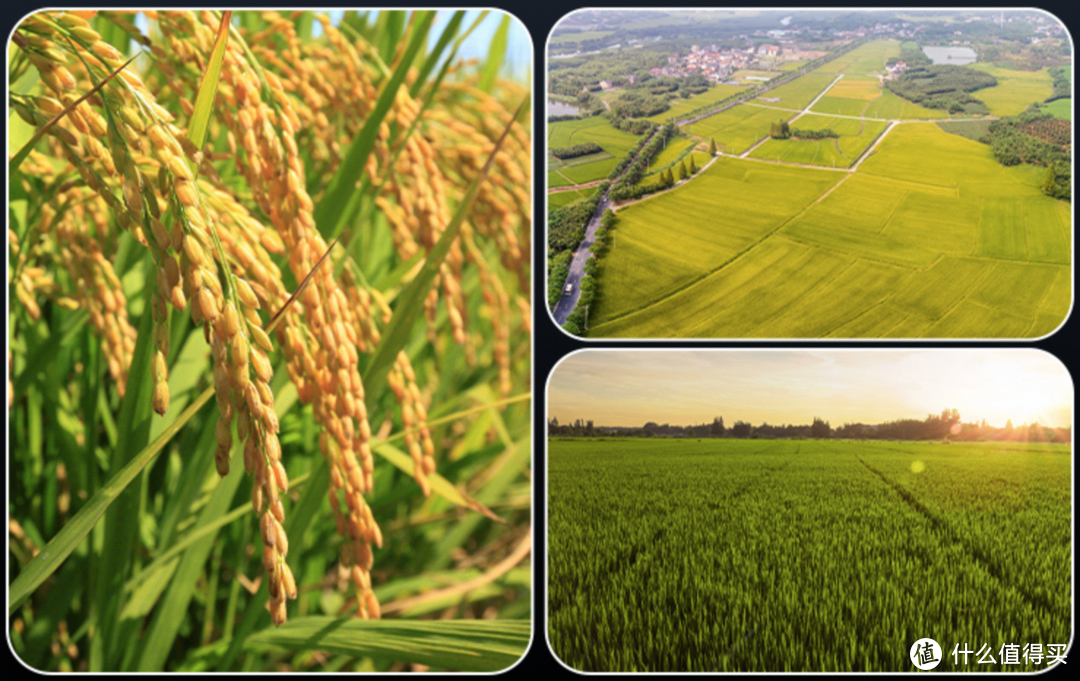 什么叫富硒大米?。ǜ晃竺椎挠衫矗?硒宝网