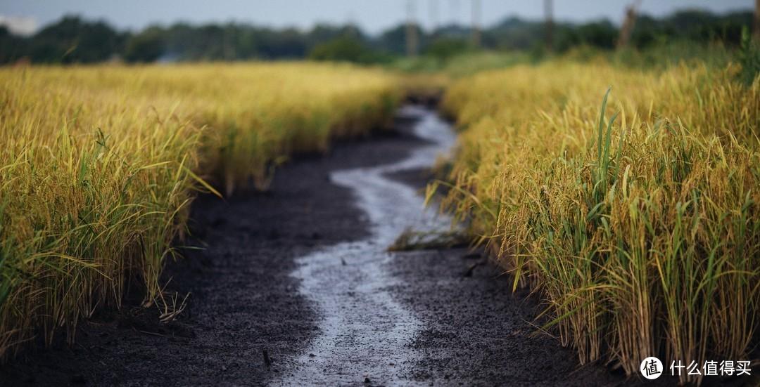 什么叫富硒大米啊（富硒大米的由来）-硒宝网