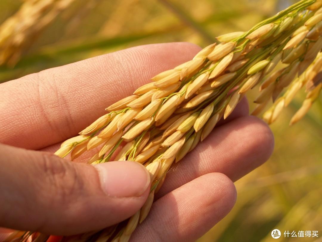 什么叫富硒大米?。ǜ晃竺椎挠衫矗?硒宝网