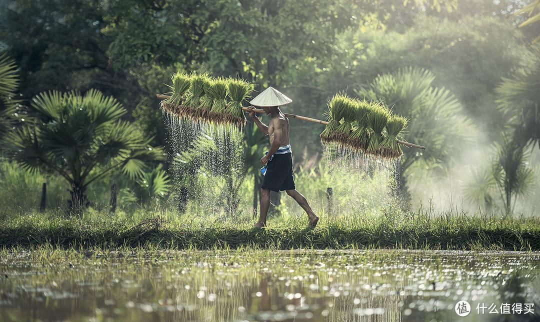 什么叫富硒大米?。ǜ晃竺椎挠衫矗?硒宝网