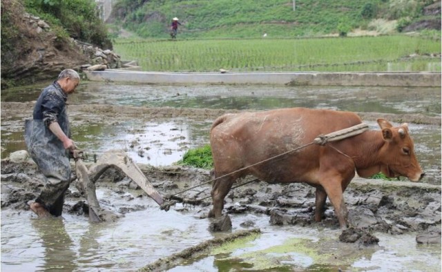 源味石柱富硒大米(石台富硒米多少钱一斤)-硒宝网