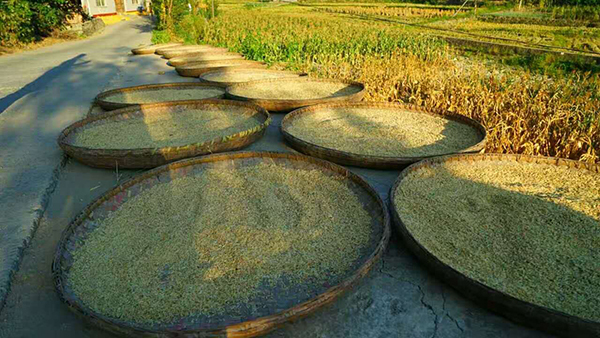 源味石柱富硒大米(石台富硒米多少钱一斤)-硒宝网