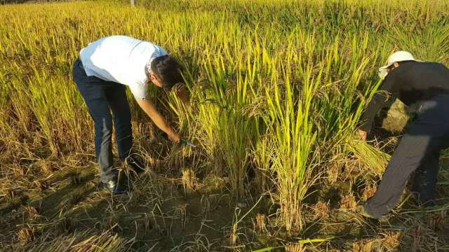 源味石柱富硒大米(石台富硒米多少钱一斤)-硒宝网