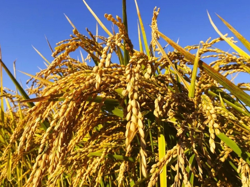 富硒大米是绿色吗（大米绿色富硒是什么品种）-硒宝网