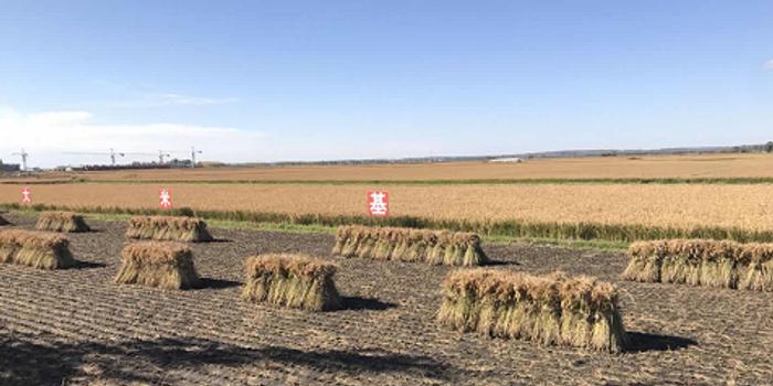 富硒大米是绿色吗（绿色富硒大米价格）-硒宝网