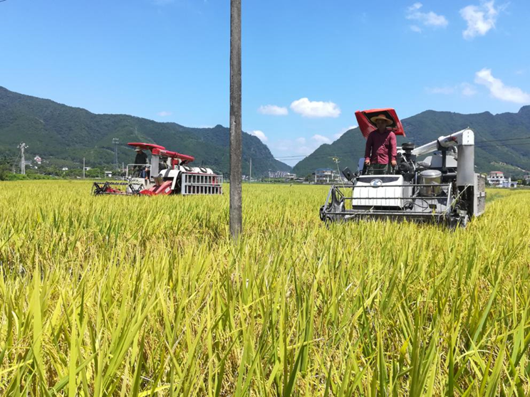 稻秋香富硒大米酒(大米稻秋香酒富硒吗)-硒宝网