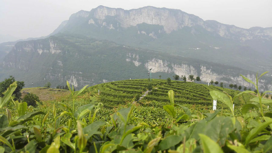 富硒大米是绿色吗（大米绿色富硒是什么东西）-硒宝网