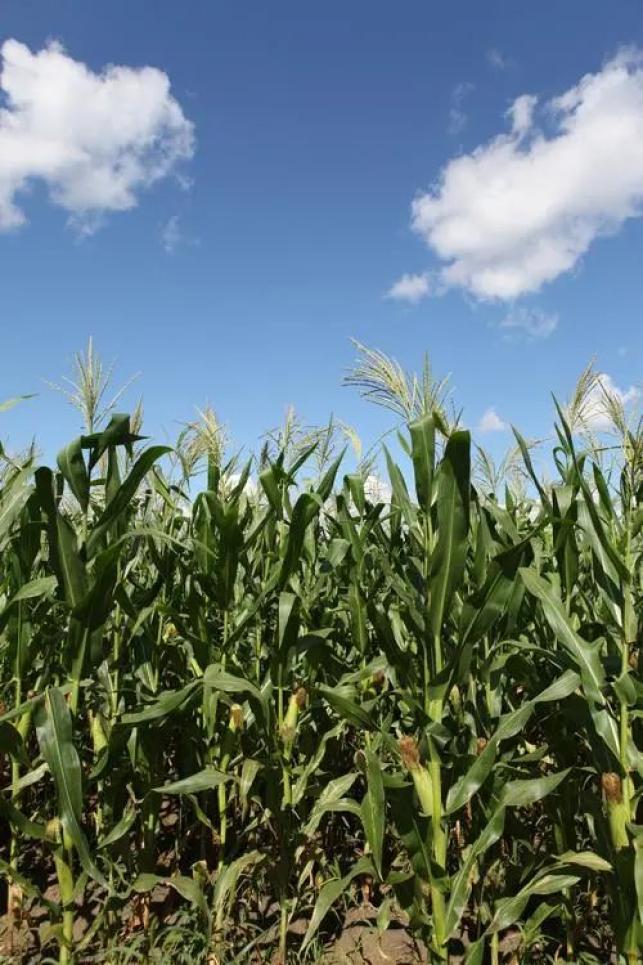 恩施产富硒大米吗(湖北恩施大米含硒高吗)-硒宝网