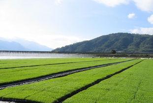 蟹田富硒大米简介（蟹田大米的营养价值）-硒宝网