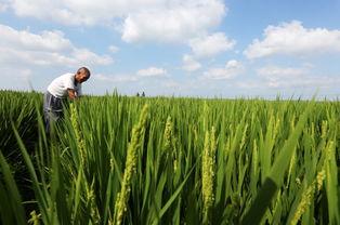 蟹田富硒大米简介（蟹田大米的营养价值）-硒宝网