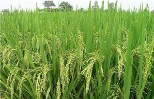 蟹田富硒大米简介（蟹田大米的营养价值）-硒宝网