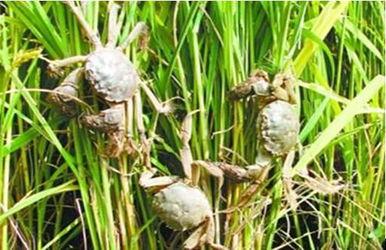 蟹田富硒大米简介（蟹田大米的营养价值）-硒宝网