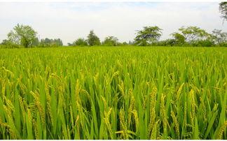 蟹田富硒大米简介（蟹田大米的营养价值）-硒宝网