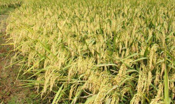 东北黑米富硒大米（黑米富含硒吗）-硒宝网