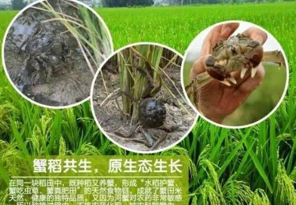 东北黑米富硒大米（黑米富含硒吗）-硒宝网