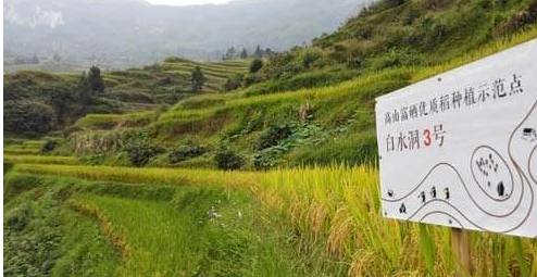 东北黑米富硒大米（黑米富含硒吗）-硒宝网