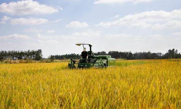 东北黑米富硒大米（黑米富含硒吗）-硒宝网