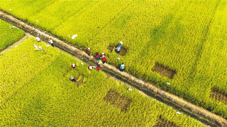 海南安定富硒大米(富硒大米市场前景)-硒宝网