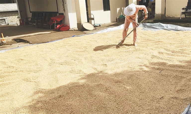 海南安定富硒大米(富硒大米市场前景)-硒宝网