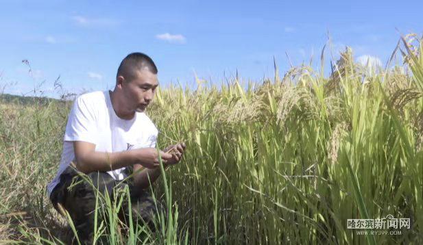 睢宁富硒大米价格(徐州富硒大米)-硒宝网
