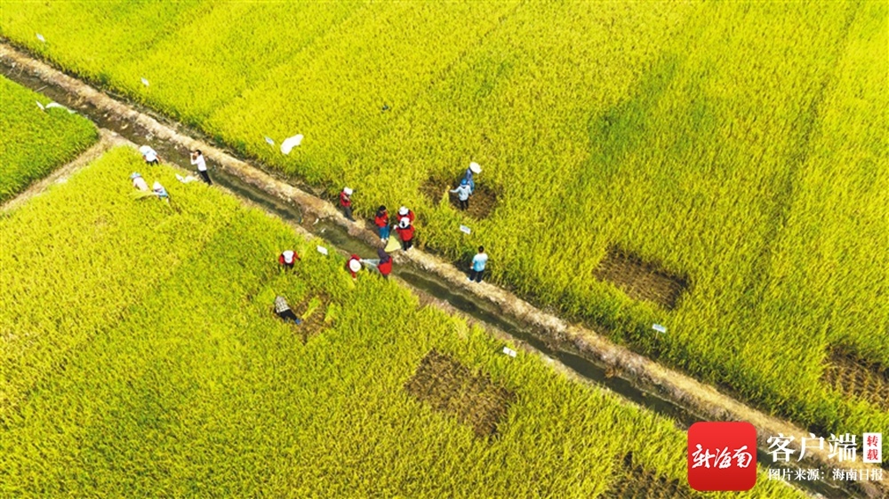 东北黑米富硒大米（富硒黑米和普通黑米营养对比表）-硒宝网