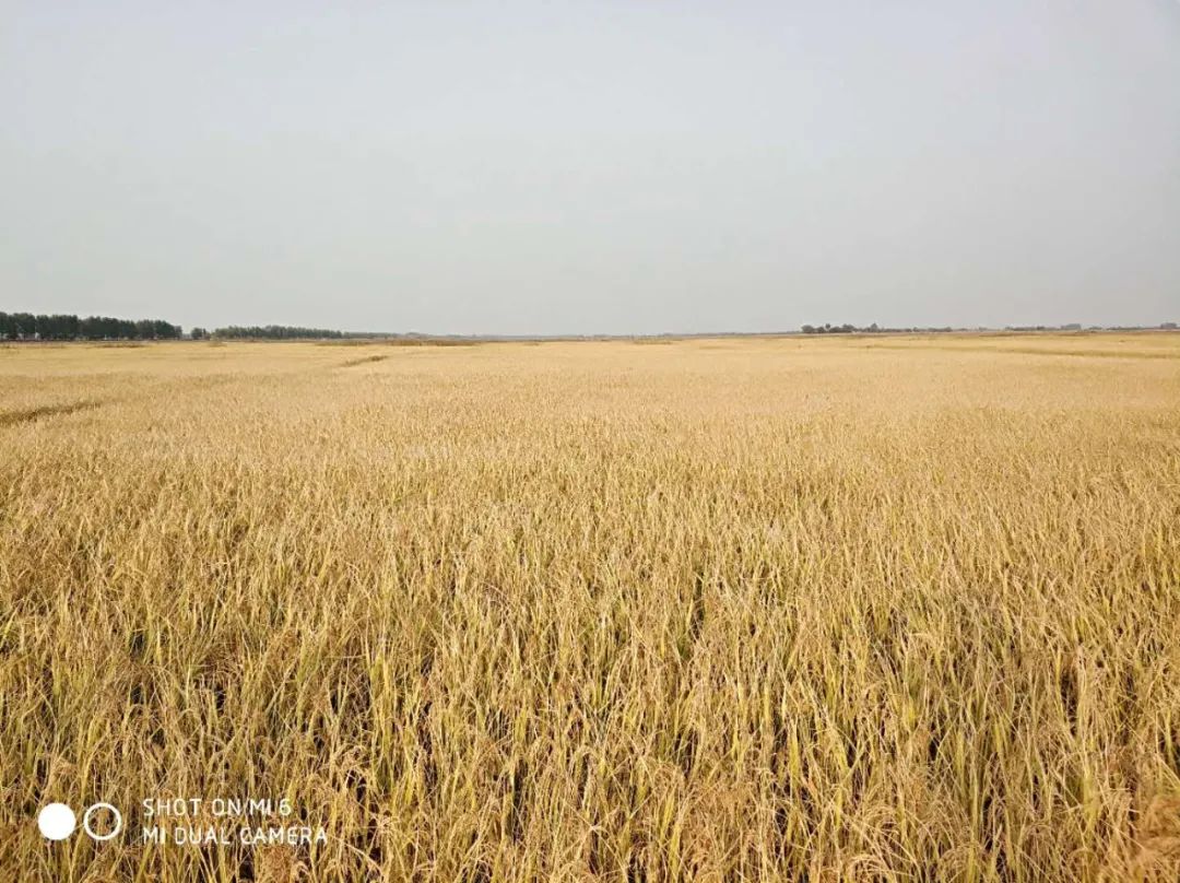 劲标吉林富硒大米（吉林大米厂）-硒宝网