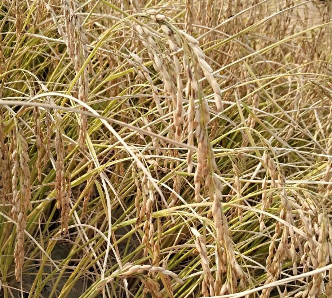 劲标吉林富硒大米（吉林大米厂）-硒宝网