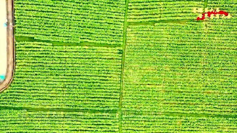 大埔西河富硒大米（富硒大米原产地在哪里）-硒宝网