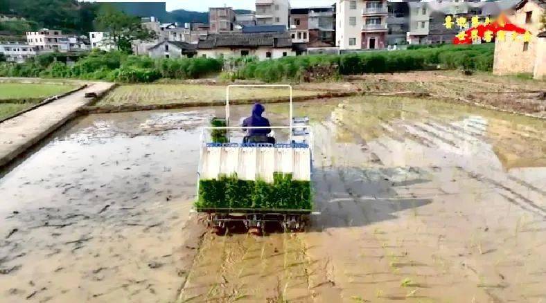 大埔西河富硒大米（富硒大米原产地在哪里）-硒宝网
