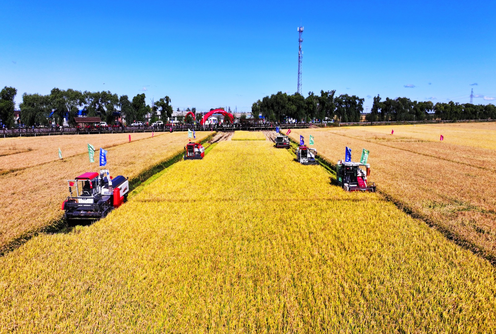 青岛富硒大米价格（青岛大米多少钱一斤）-硒宝网