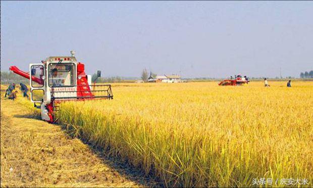 方正富硒营养大米(方正富硒大米的执行标准)-硒宝网