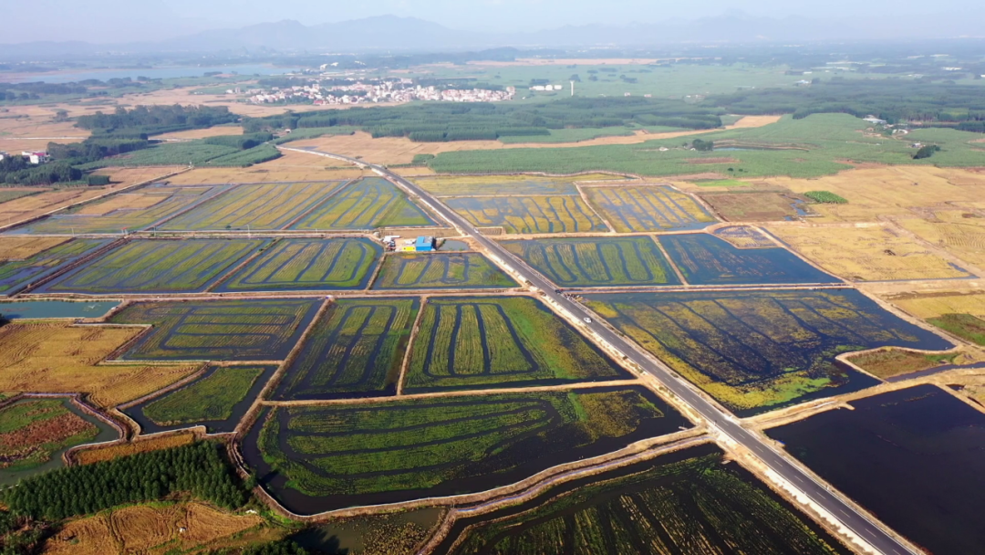 中国大米富硒之乡(富硒大米之乡)-硒宝网