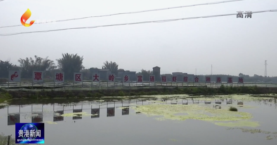 中国大米富硒之乡(富硒大米之乡)-硒宝网