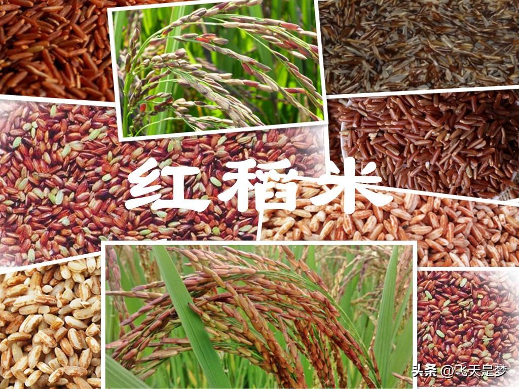 富硒大米有假的吗(富硒大米如何鉴别)-硒宝网