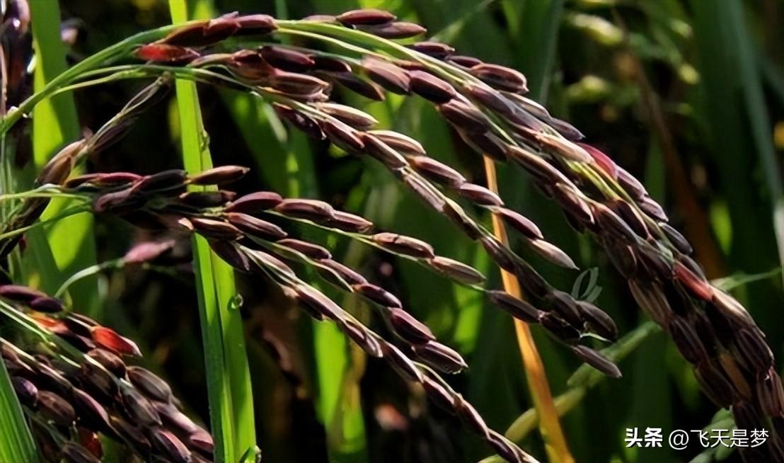 富硒大米有假的吗(富硒大米如何鉴别)-硒宝网