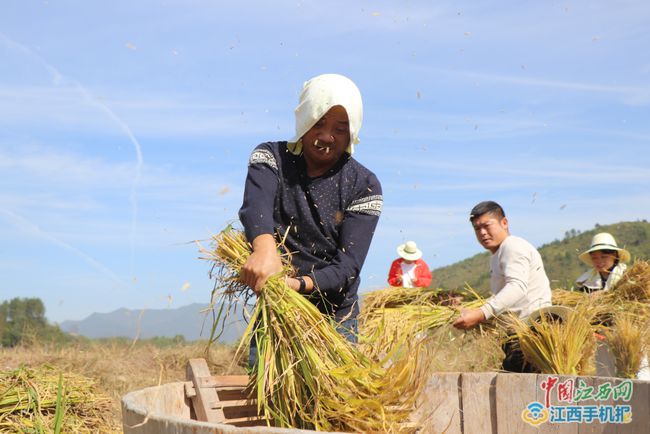 富硒大米之乡留庄(富硒大米基地)-硒宝网