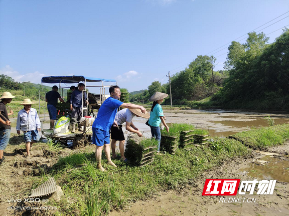 富硒大米之乡留庄(富硒大米基地)-硒宝网