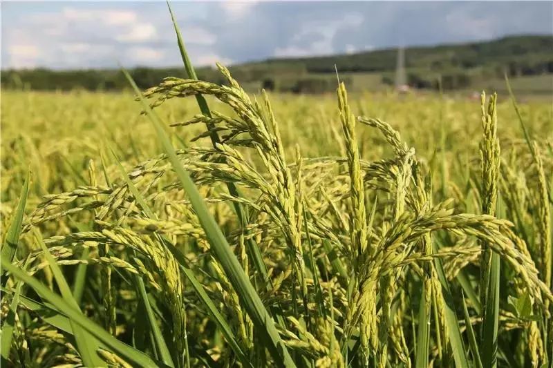 中国大米富硒之乡（富硒大米市场分析）-硒宝网