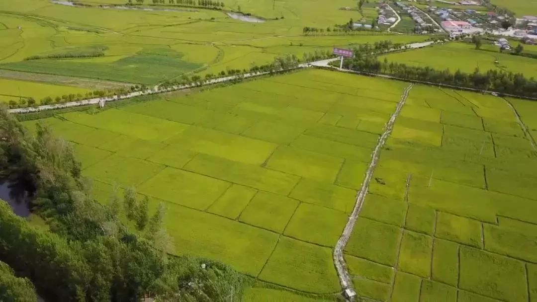 中国大米富硒之乡（富硒大米市场分析）-硒宝网