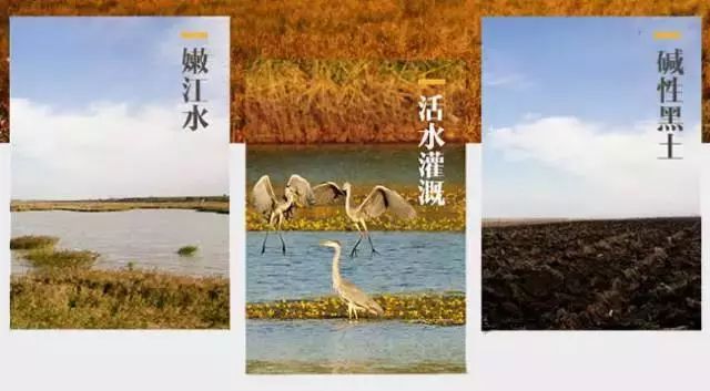 中国大米富硒之乡（富硒大米市场分析）-硒宝网