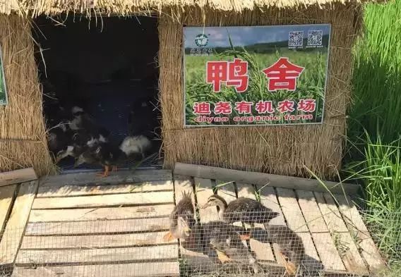 中国大米富硒之乡（富硒大米市场分析）-硒宝网