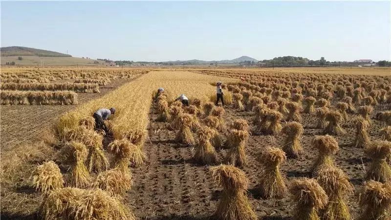 中国大米富硒之乡（富硒大米市场分析）-硒宝网