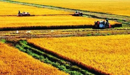 中国大米富硒之乡(富硒大米市场前景)-硒宝网