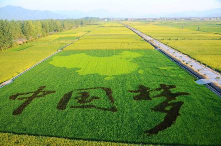 中国大米富硒之乡(富硒大米市场前景)-硒宝网