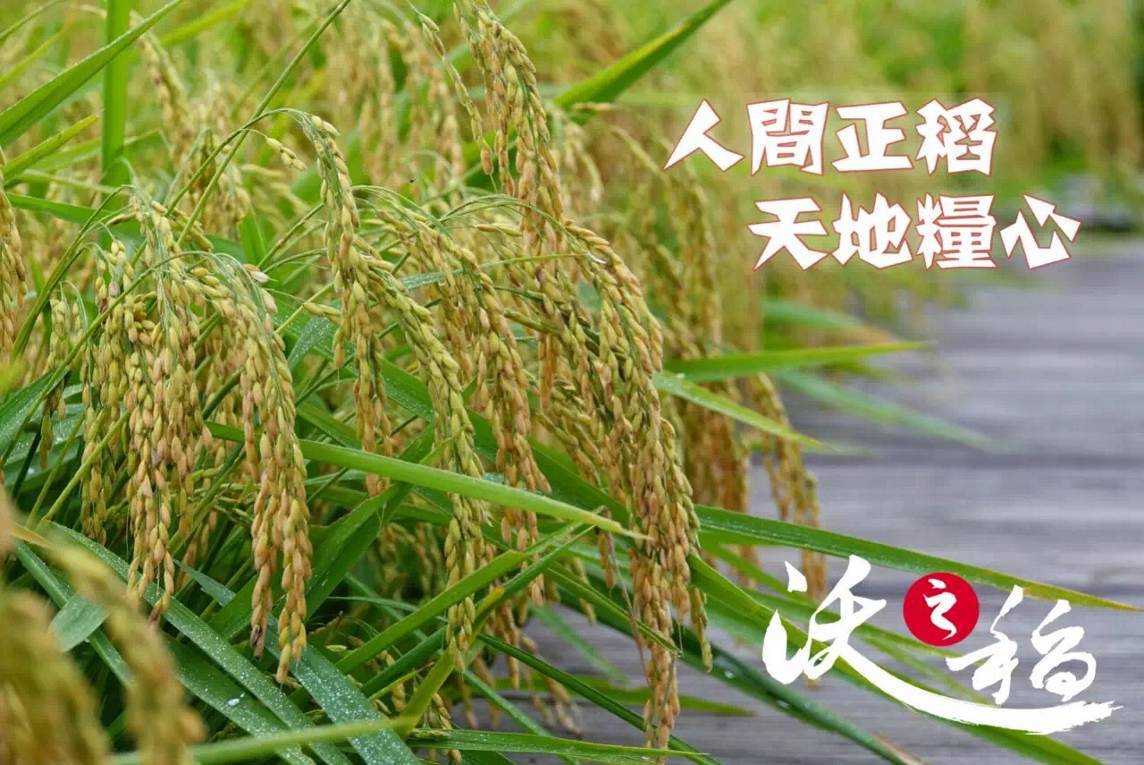 中国大米富硒之乡(富硒大米市场前景)-硒宝网