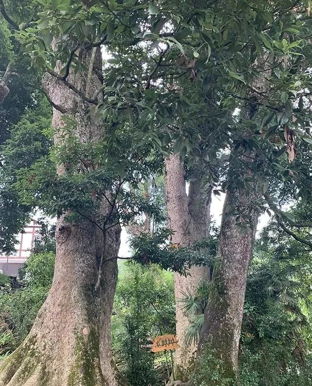 重庆富硒大米价格(富硒大米批发)-硒宝网